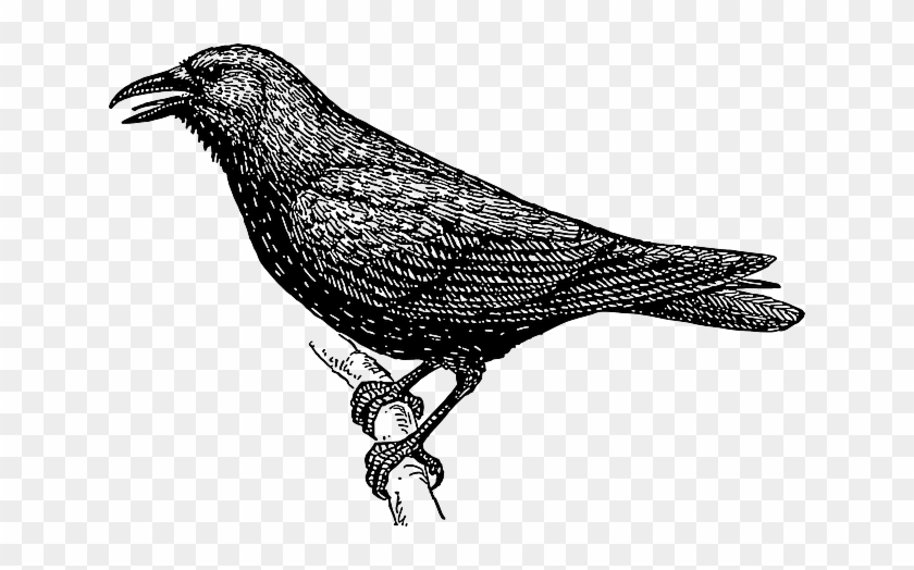 840x524 Image Drawing Bird Branch Crow Wings Tail Feathers - Crow Drawing Images