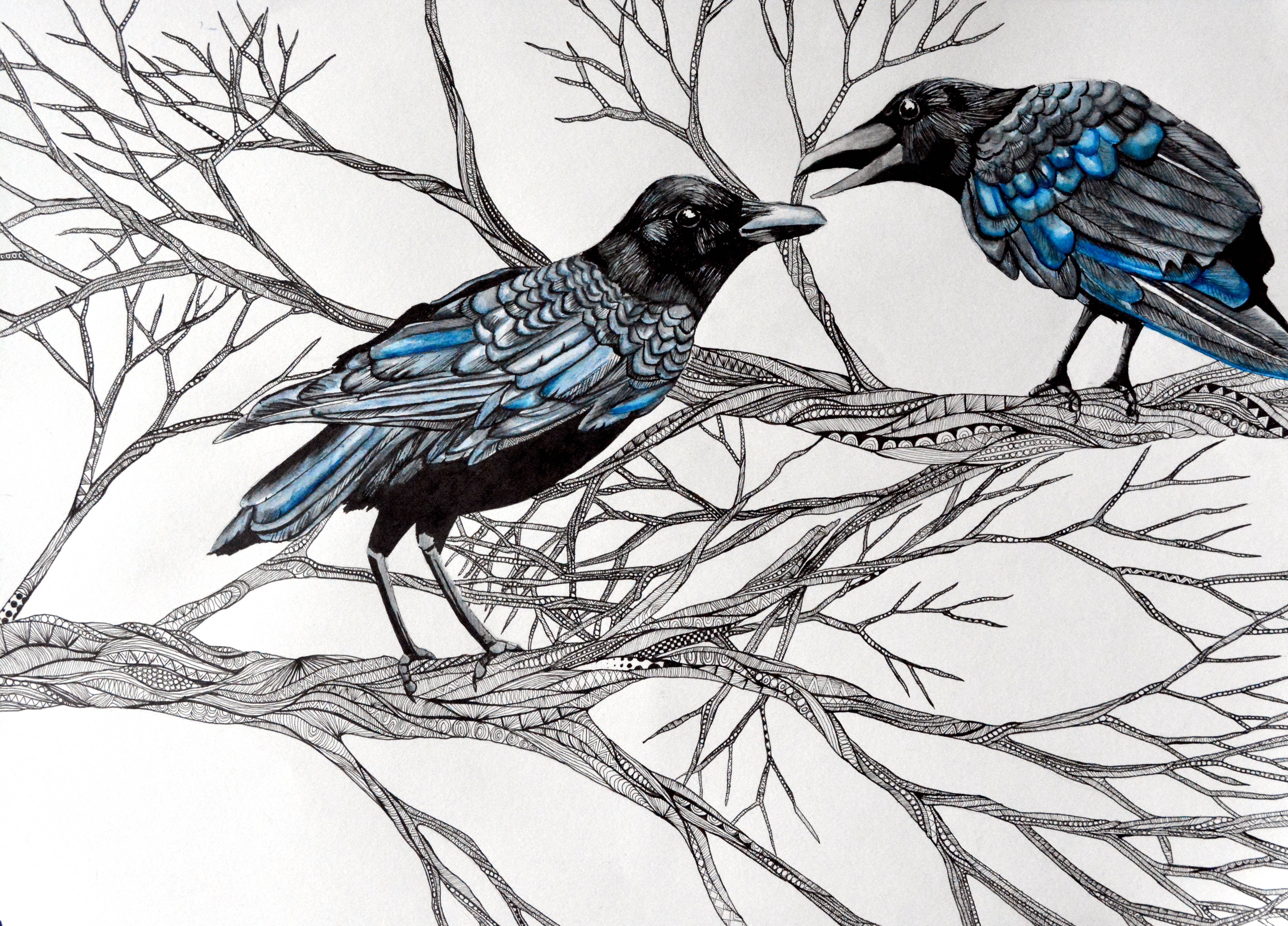 5476x3935 My New Crow Drawing - Crow Drawing Images
