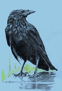 204x300 Crow Drawing - Crow Drawing Pictures