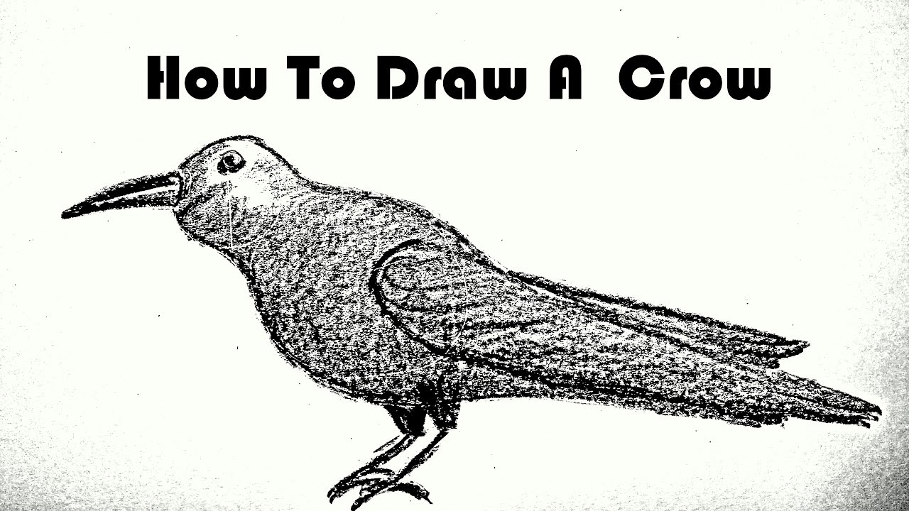 1280x720 How To Draw A Crow Step - Crow Drawing Pictures