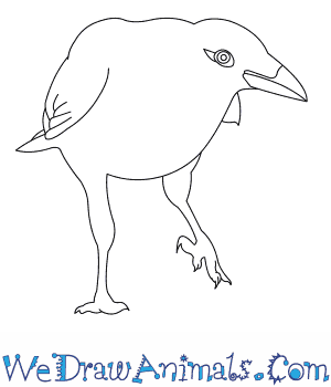 300x350 How To Draw A Carrion Crow - Crow Drawing Pictures