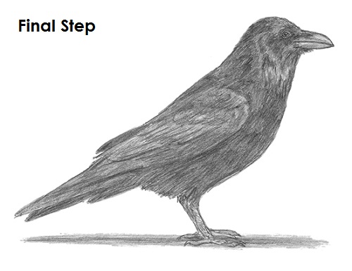500x386 How To Draw A Raven - Crow Drawing Pictures