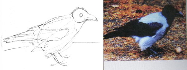 600x227 How To Draw A Crow - Crow Drawing Pictures