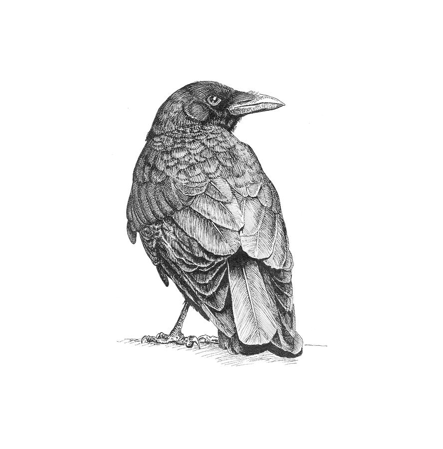 888x900 Northwest Crow Drawing - Crow Drawing Pictures