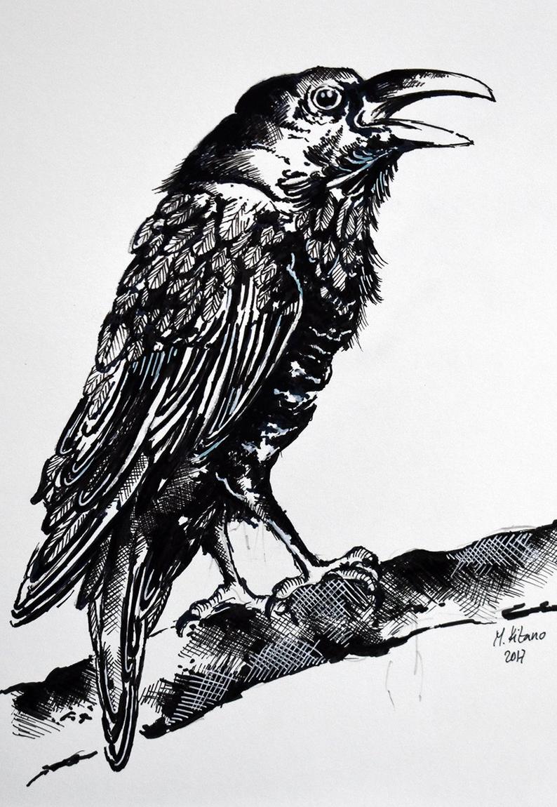 794x1150 original crow drawing raven blackbird gothic art pen and ink etsy - Crow Drawing Pictures