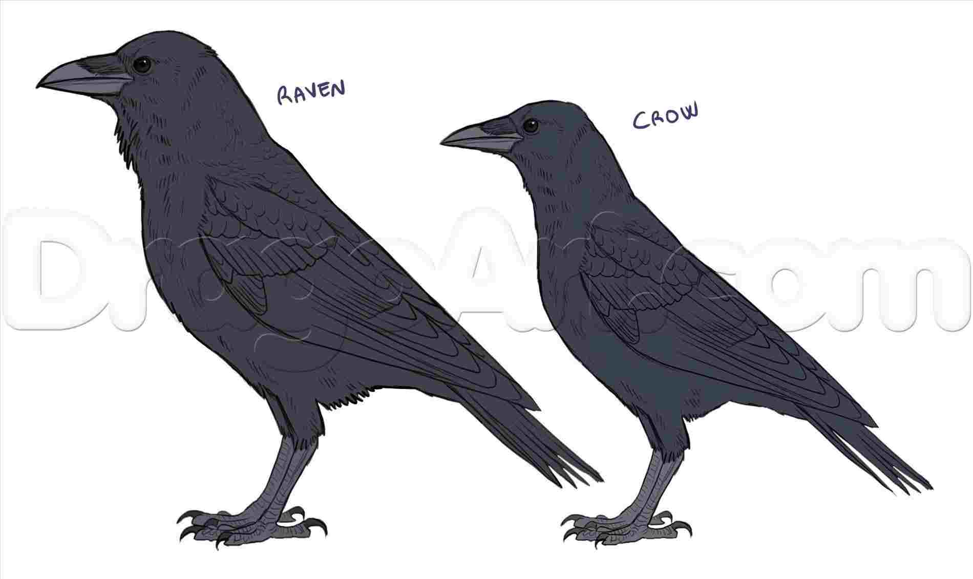 1900x1131 draw simple crow drawing ravens step - Crow Drawing Pictures