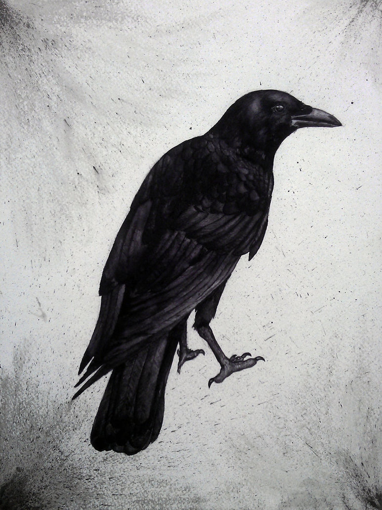 773x1032 Crow Drawing Raven For Free Download - Crow Drawing Pictures