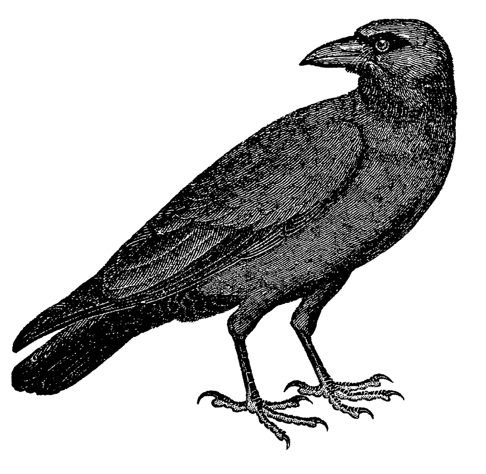 1600x1562 Crow Drawing Vintage For Free Download - Crow Drawing Pictures