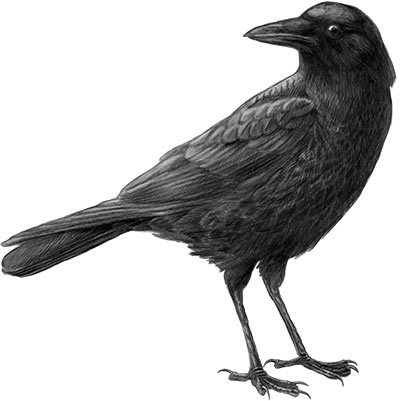 400x401 American Crow Drawing - Crow Drawing Pictures