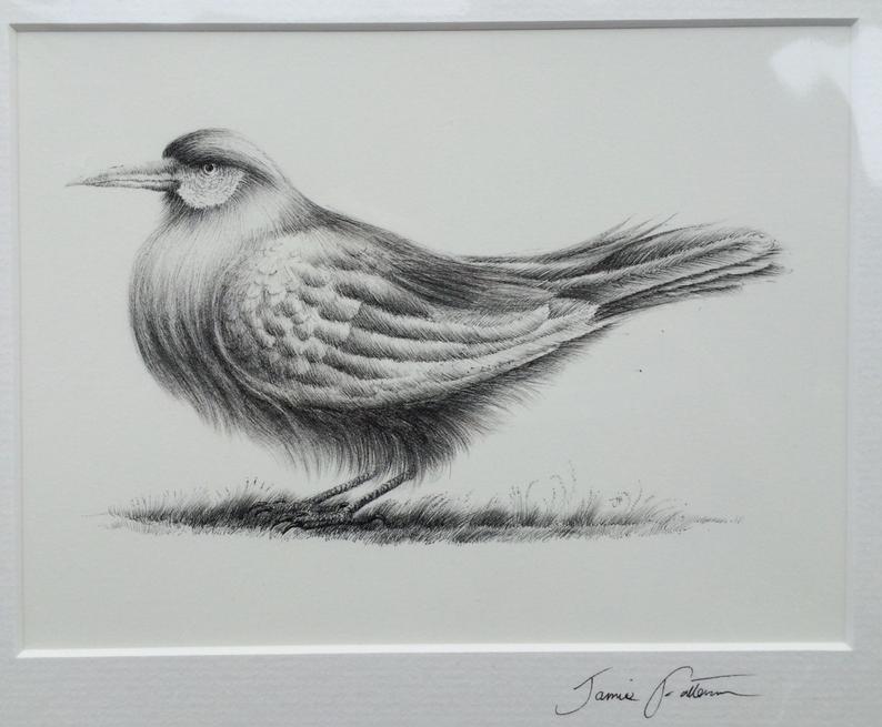 794x655 crow drawing and illustration of crow and ink drawing crow and etsy - Crow Line Drawing