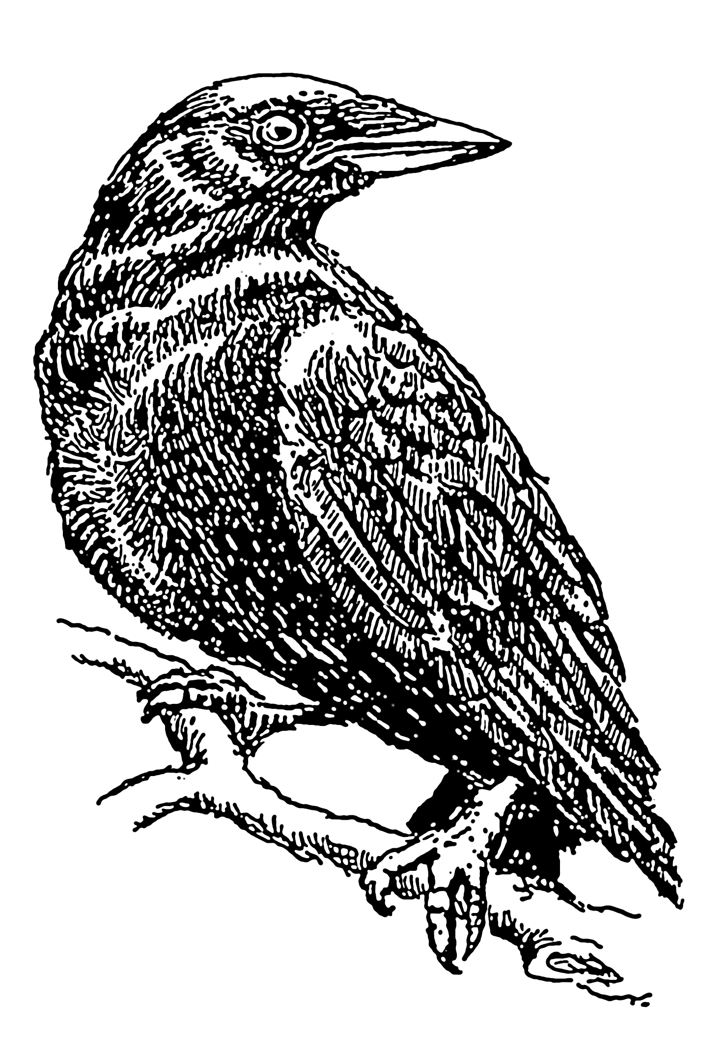 Crow Line Drawing at Explore collection of Crow