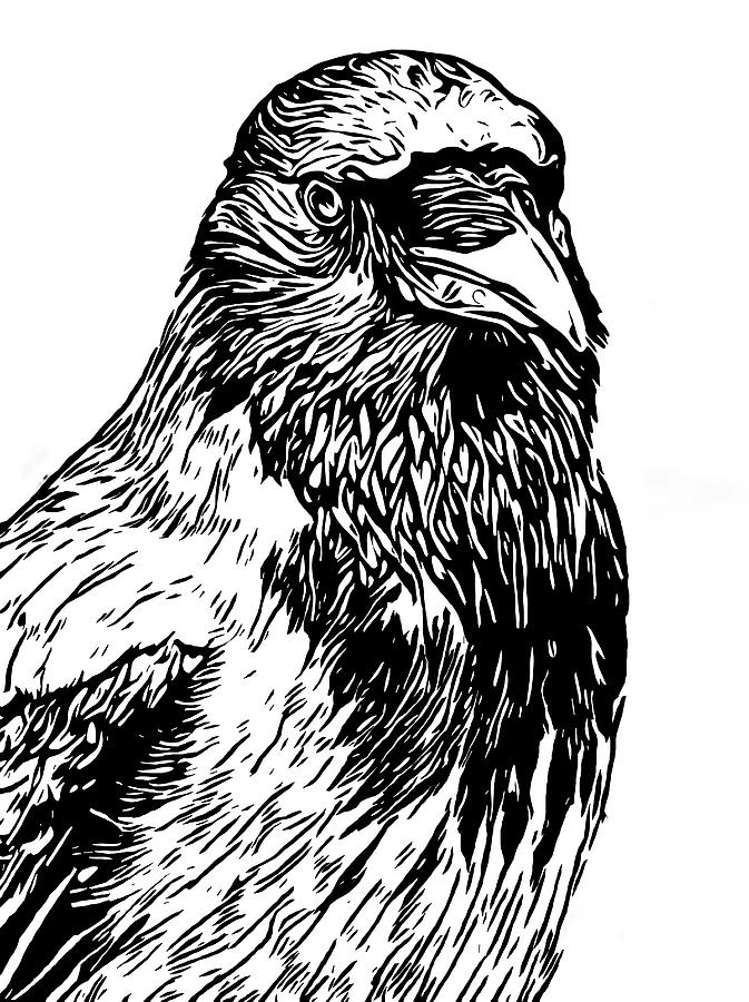 Crow Line Drawing at Explore collection of Crow
