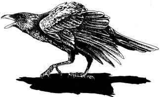 324x197 Line Drawing Of The American Crow, Corvus Ossifragus Black Birds - Crow Line Drawing