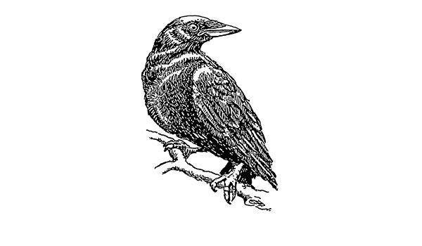 600x350 X - Crow Line Drawing