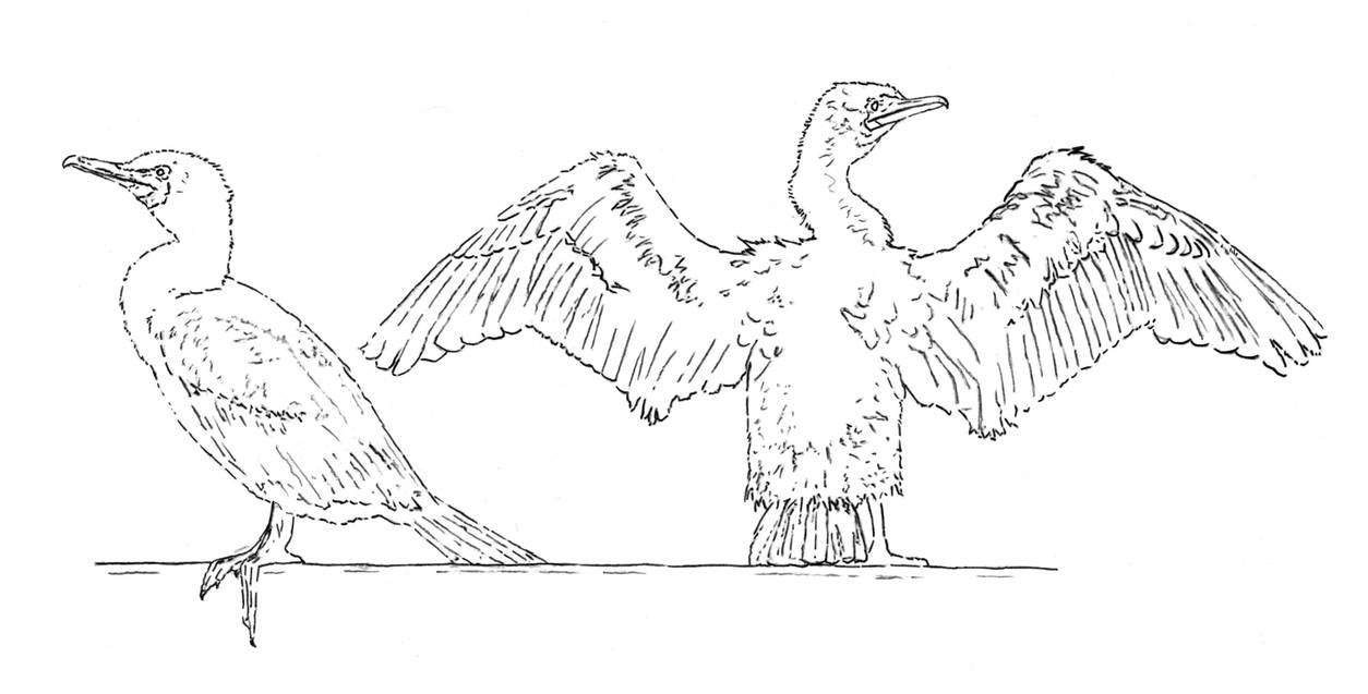 1254x637 Sea Crows - Crow Line Drawing