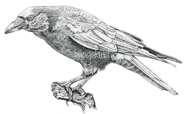 Crow Line Drawing at PaintingValley.com | Explore collection of Crow