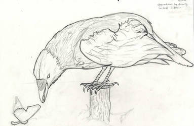 383x250 Crow - Crow Line Drawing
