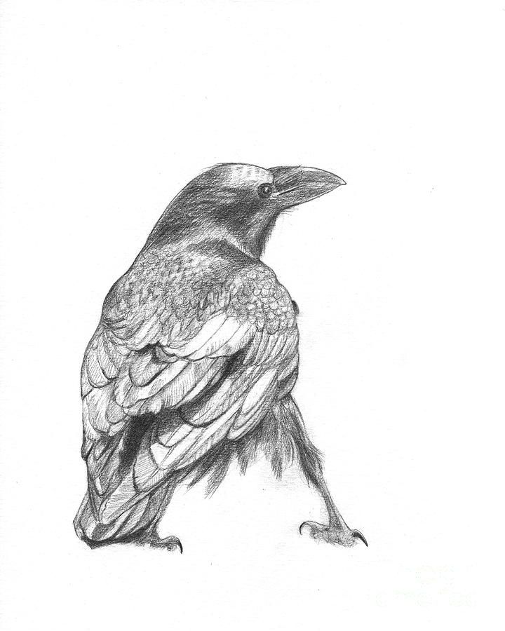 720x900 Crow Drawing - Crow Line Drawing