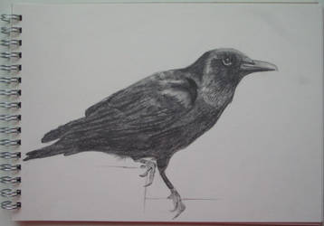 358x250 Crow Pencil Drawing - Crow Pencil Drawing