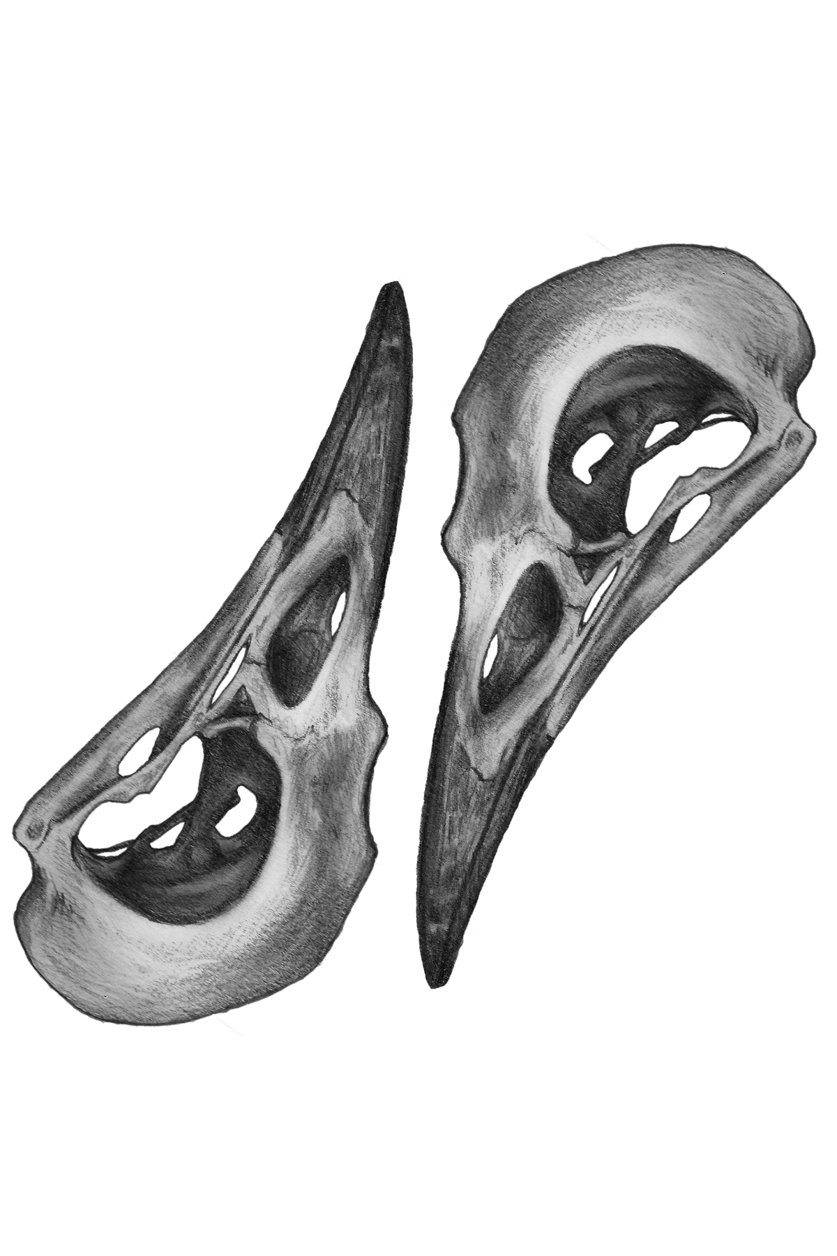 1200x1800 ehizelloween crow pencil drawing print sophie leigh ehizellbob - Crow Pencil Drawing