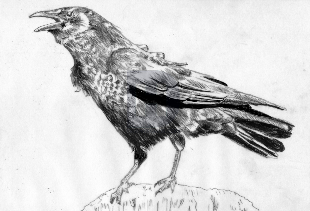 1057x720 how to draw a realistic crow, draw crows, step - Crow Pencil D...
