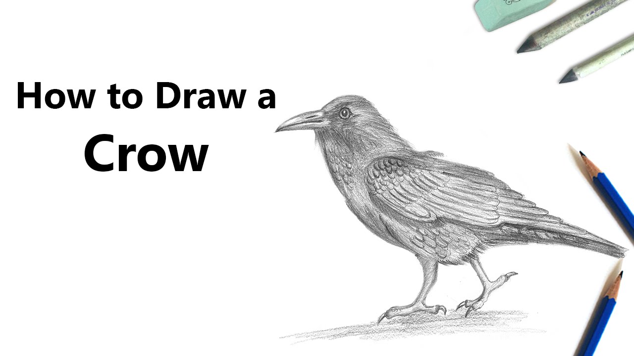 1280x720 How To Draw A Crow With Pencil - Crow Pencil Drawing