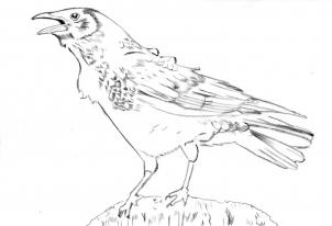 302x206 how to draw a realistic crow, draw crows, step - Crow Pencil Drawing