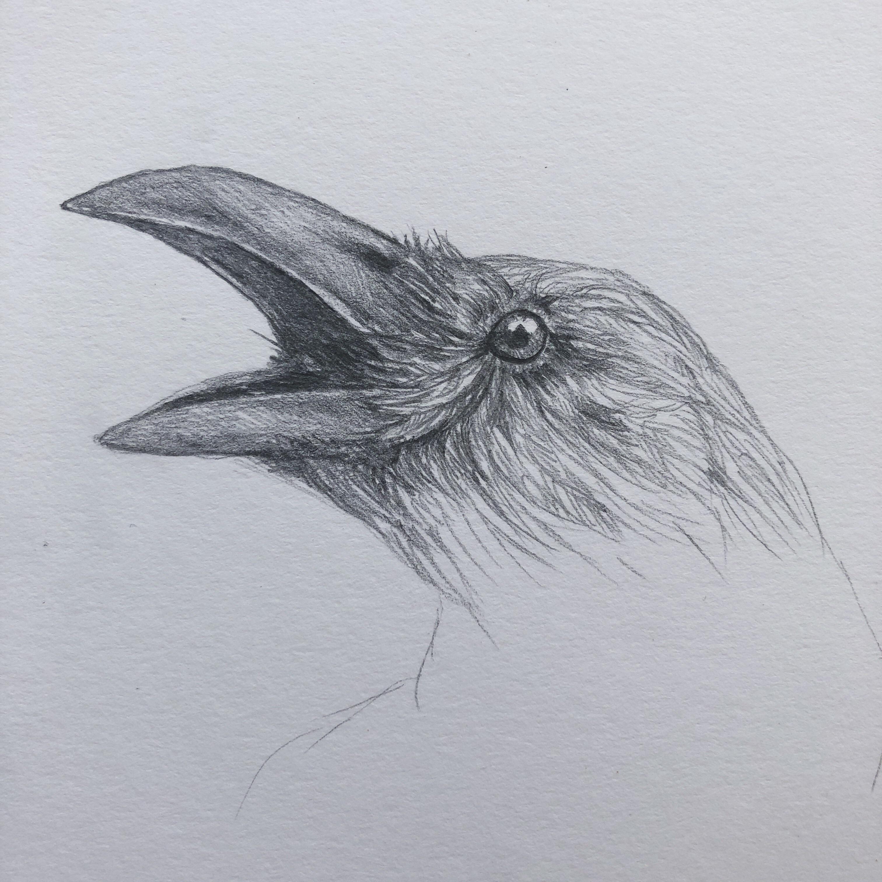 Клюв вороны рисунок карандашом
