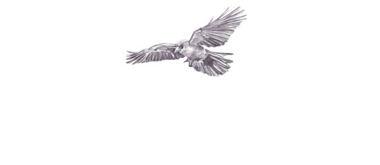 550x239 Pencil Drawing - Crow Pencil Drawing
