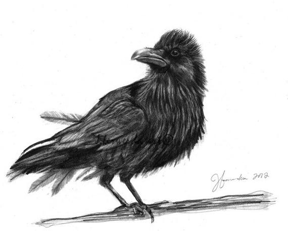 570x456 Pencil Drawing Print Dream Crow Day Etsy - Crow Pencil Drawing