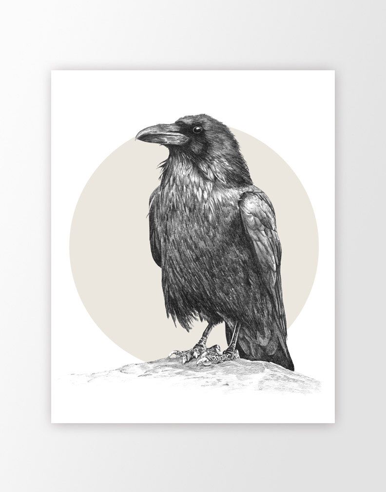 Crow Pencil Drawing at PaintingValley.com | Explore collection of Crow ...