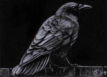 350x251 sandrine's gallery sandrine curtiss art limited edition print - Crow Pencil Drawing