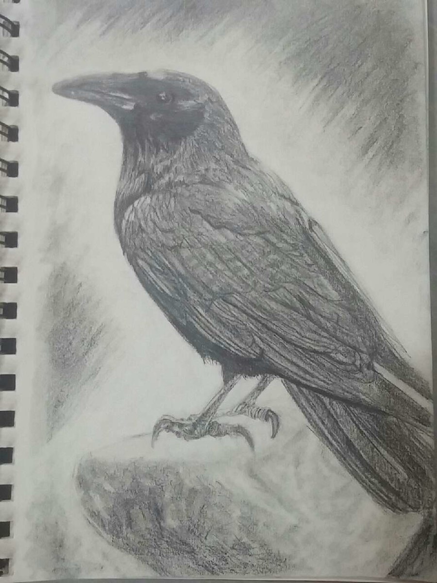 900x1200 Used Crow Pencil Sketch For Sale In Saint Constant - Crow Pencil Drawing