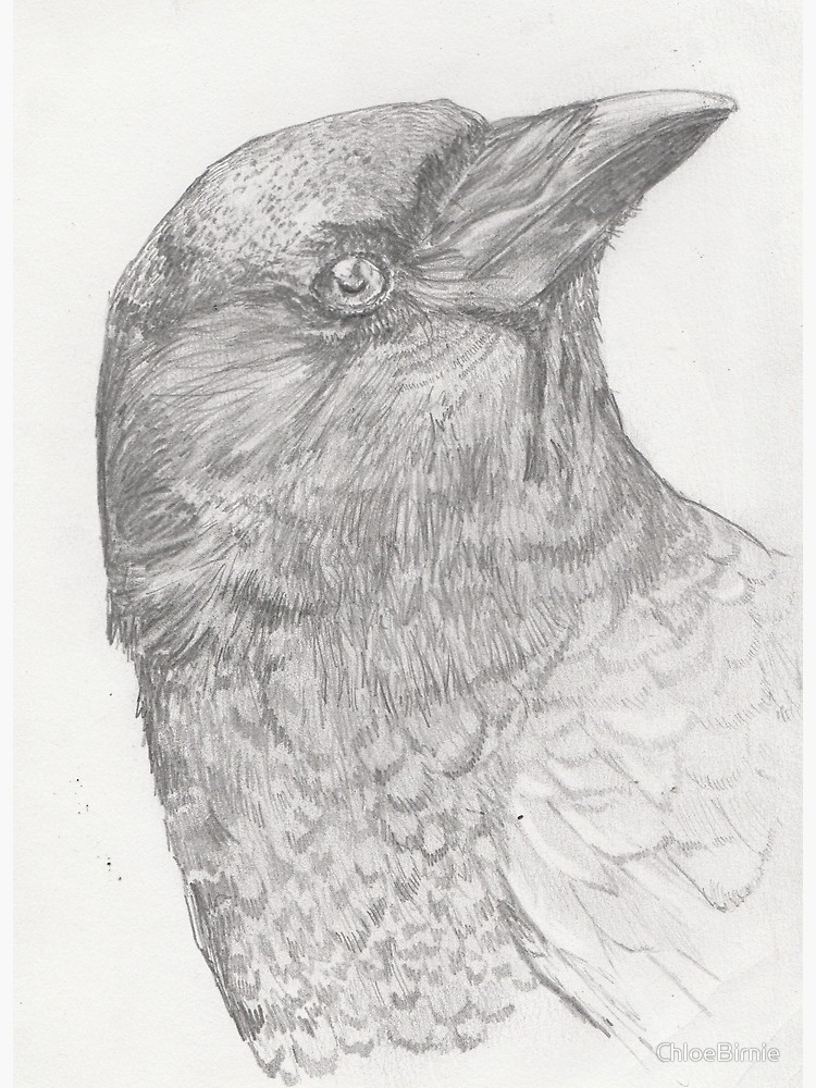 750x1000 Pencil Sketch Crow Framed Print - Crow Pencil Drawing