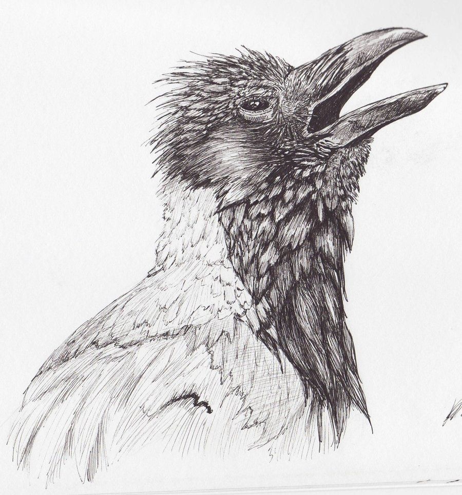900x966 crow pencil drawings easy pen drawings of animals crow - Crow Pencil Drawing