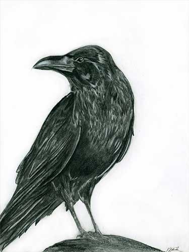375x500 Crow Pencil Sketch - Crow Pencil Drawing