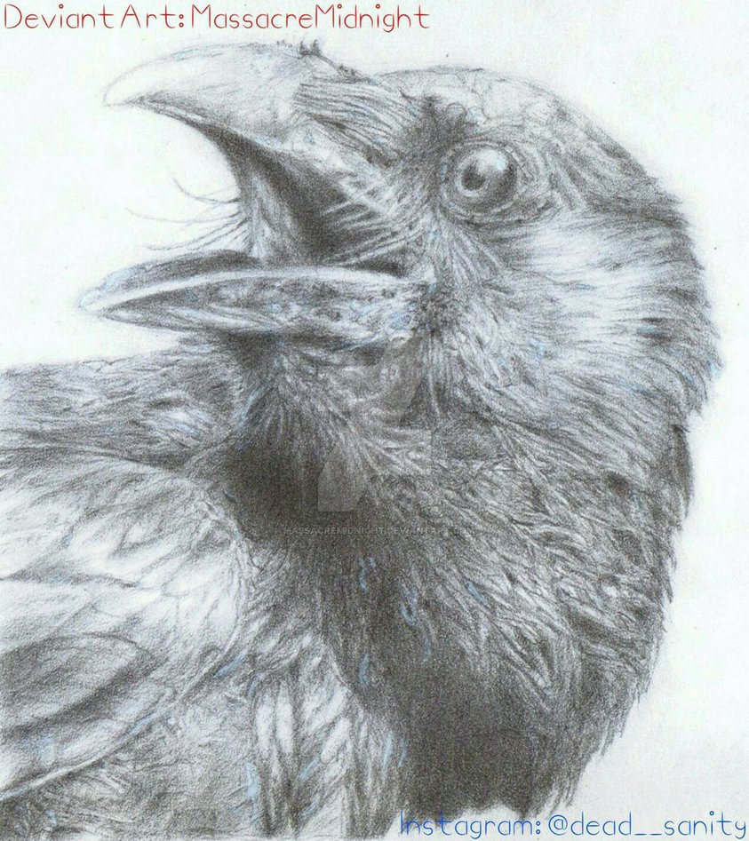 843x947 Crow Pencil Drawing - Crow Pencil Drawing