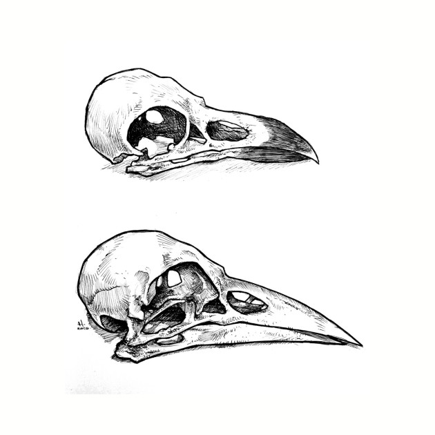 Crow Skull Drawing at PaintingValley.com | Explore collection of Crow ...