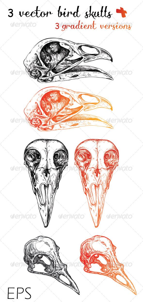 590x1247 vector bird skulls + gradient versions ink vectors bird - Crow Skull Drawing