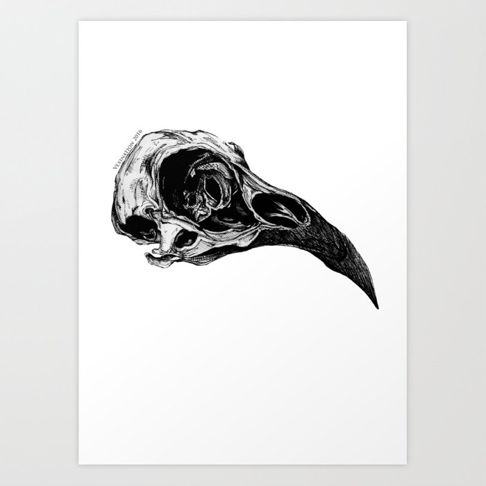 Crow Skull Drawing At Paintingvalley.com 