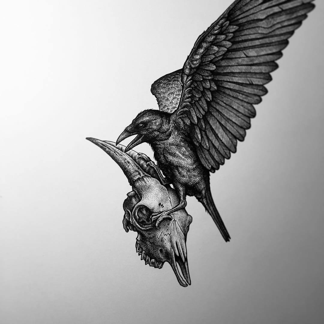 Crow Skull Drawing at Explore collection of Crow