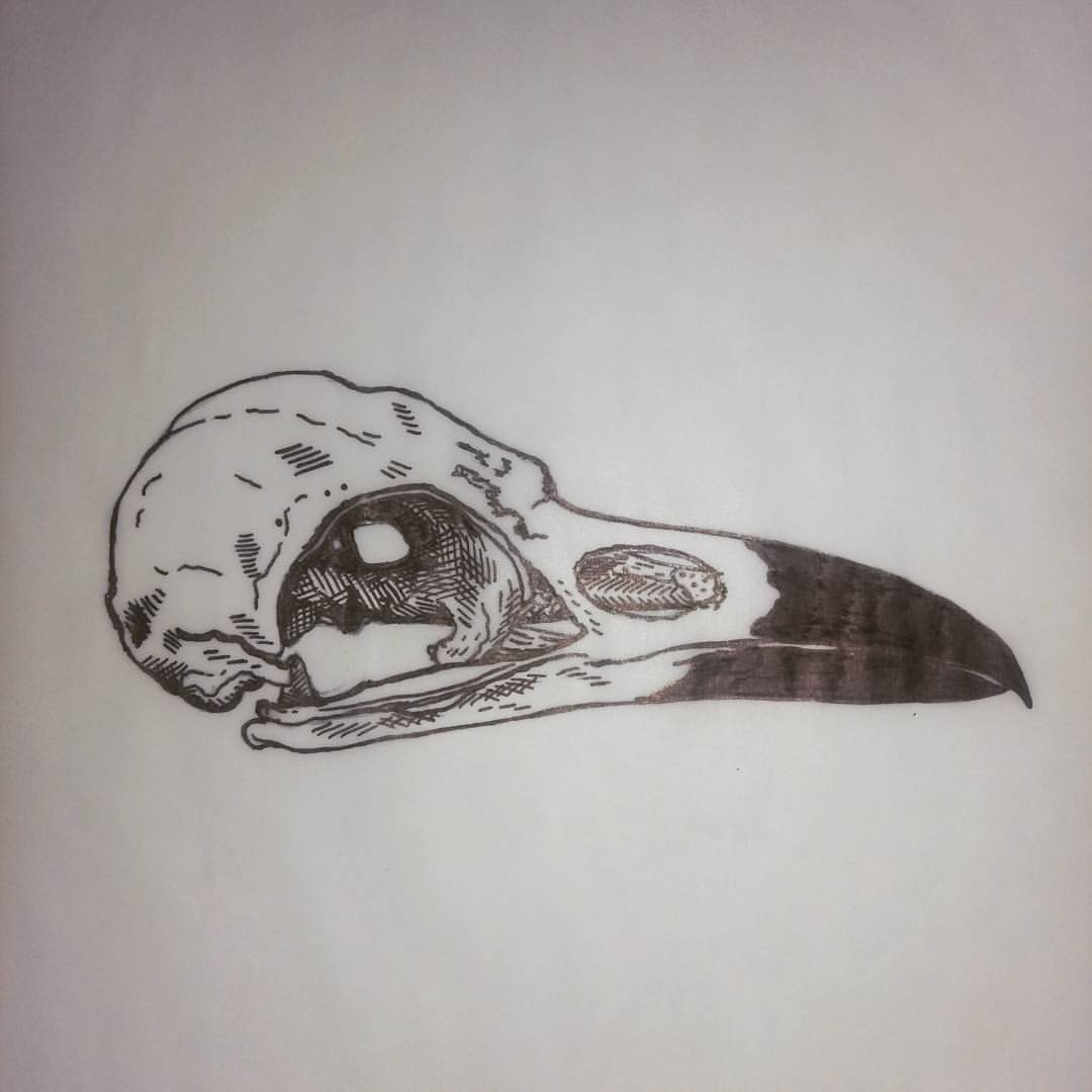 Crow Skull Drawing at PaintingValley.com | Explore collection of Crow ...