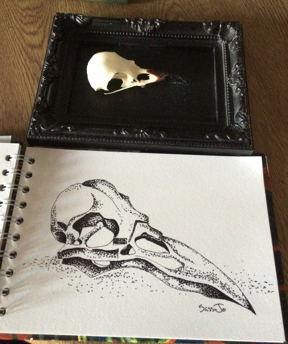 1005x1200 a forest of shadows on twitter - Crow Skull Drawing