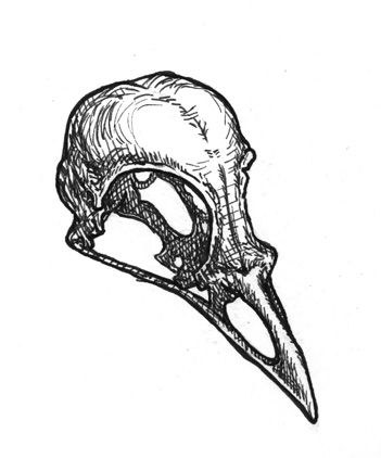 Crow Skull Drawing at PaintingValley.com | Explore collection of Crow ...