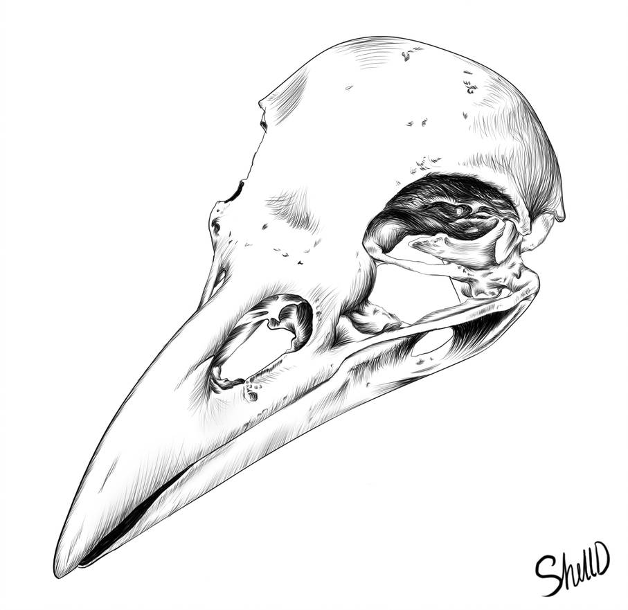 Crow Skull Drawing at Explore collection of Crow