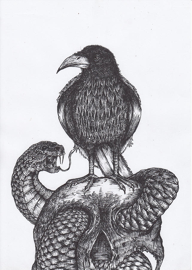 642x900 Crow On Skull Drawing - Crow Skull Drawing