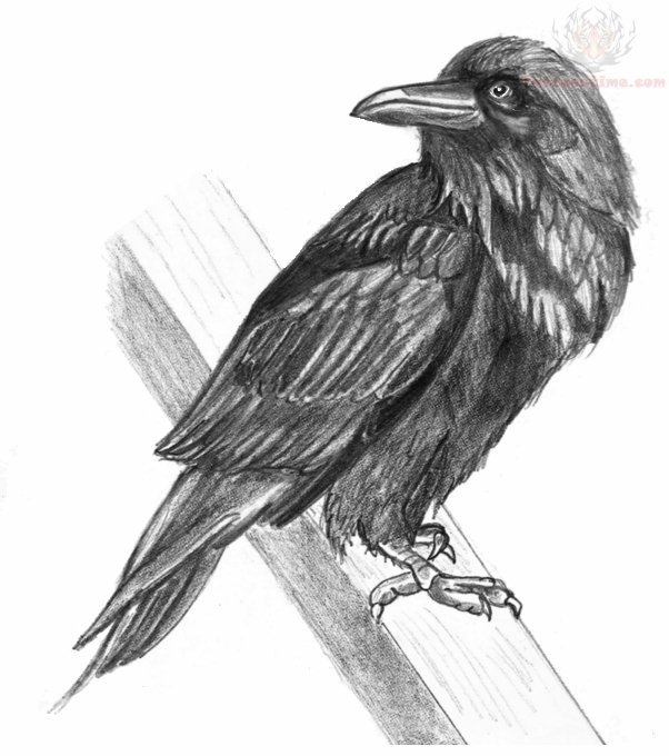 602x680 Dancing Crow Tattoo Drawing - Crow Tattoo Drawing