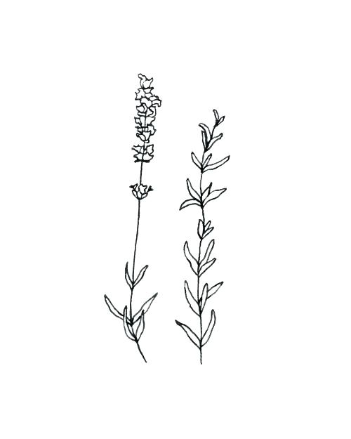 500x625 Drawn Flower Tumblr Plant Drawings A Sprig Of Lavender - Crown Drawing Tumblr