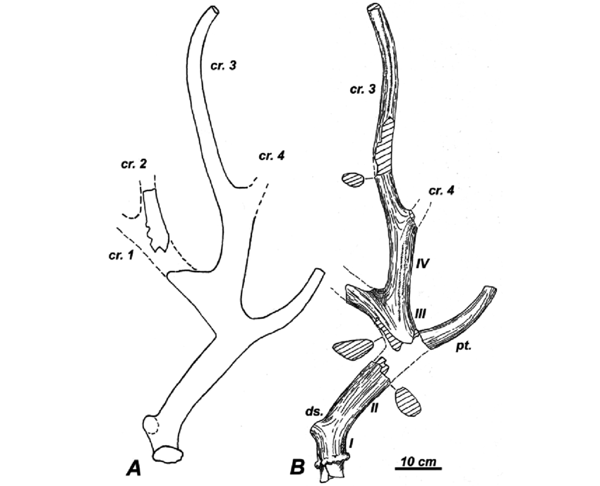 850x689 right antler of specimen a, outline drawing of the antler - Crown Outline Drawing