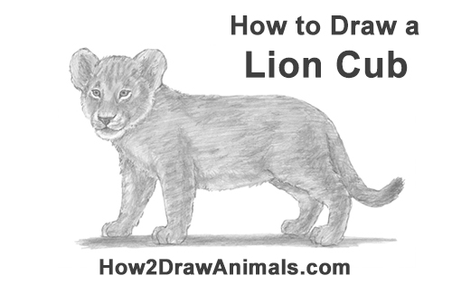 500x315 How To Draw A Lion Cub - Cub Drawing